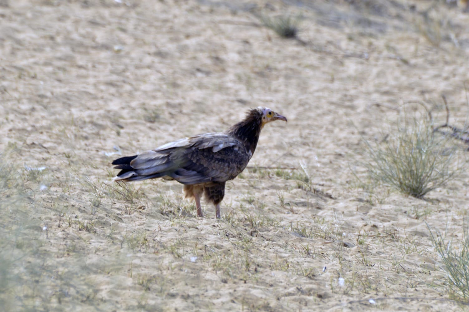 Avifaunal Surveys